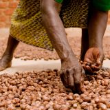 Picking almonds from shea fruit in Burkina Faso.
